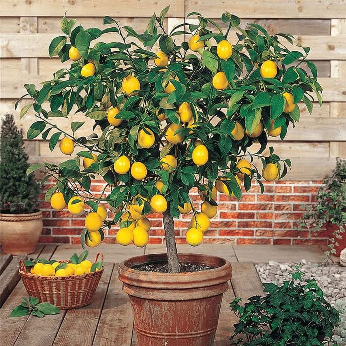 🍋 Grow Happy Citrus Limon Trees with Gardenera Labs's Lemon Tree Potting Mix - Perfect for Both Novice and Experienced Gardeners [3 Quart Bag]