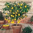 thumbnail image 5 of ⭐ Gardenera Labs's Premium Lemon Tree Soil Mix - 🍋 Perfect Drainage and Nutrient Retention for Citrus Limon Trees - 3 QUART, 5 of 7