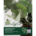 thumbnail image 3 of Essence Eucalyptus Essential Oil, 5 mL – Aromatherapy Oil for Diffuser and Home Use, 3 of 6