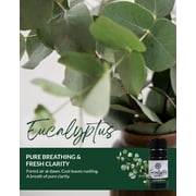 Essence Eucalyptus Essential Oil, 5 mL – Aromatherapy Oil for Diffuser and Home Use