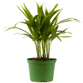 thumbnail image 1 of Areca Palmiers (m) Plantes Vivantes dans un pot de Culture de 6 Pouces, 1 of 1