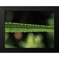 thumbnail image 2 of Bonin, Suzanne 14x12 Black Modern Framed Museum Art Print Titled - Dew on Leaf, 2 of 5