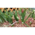 thumbnail image 5 of 500 Pcs 20X2CM Garden Tag Plastic Tag Hanging Tag Vegetable Patch, White, 5 of 5
