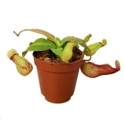 St. Gaya Pitcher Plant - Nepenthes - Carnivorous - Exotic - 2.5" Pot