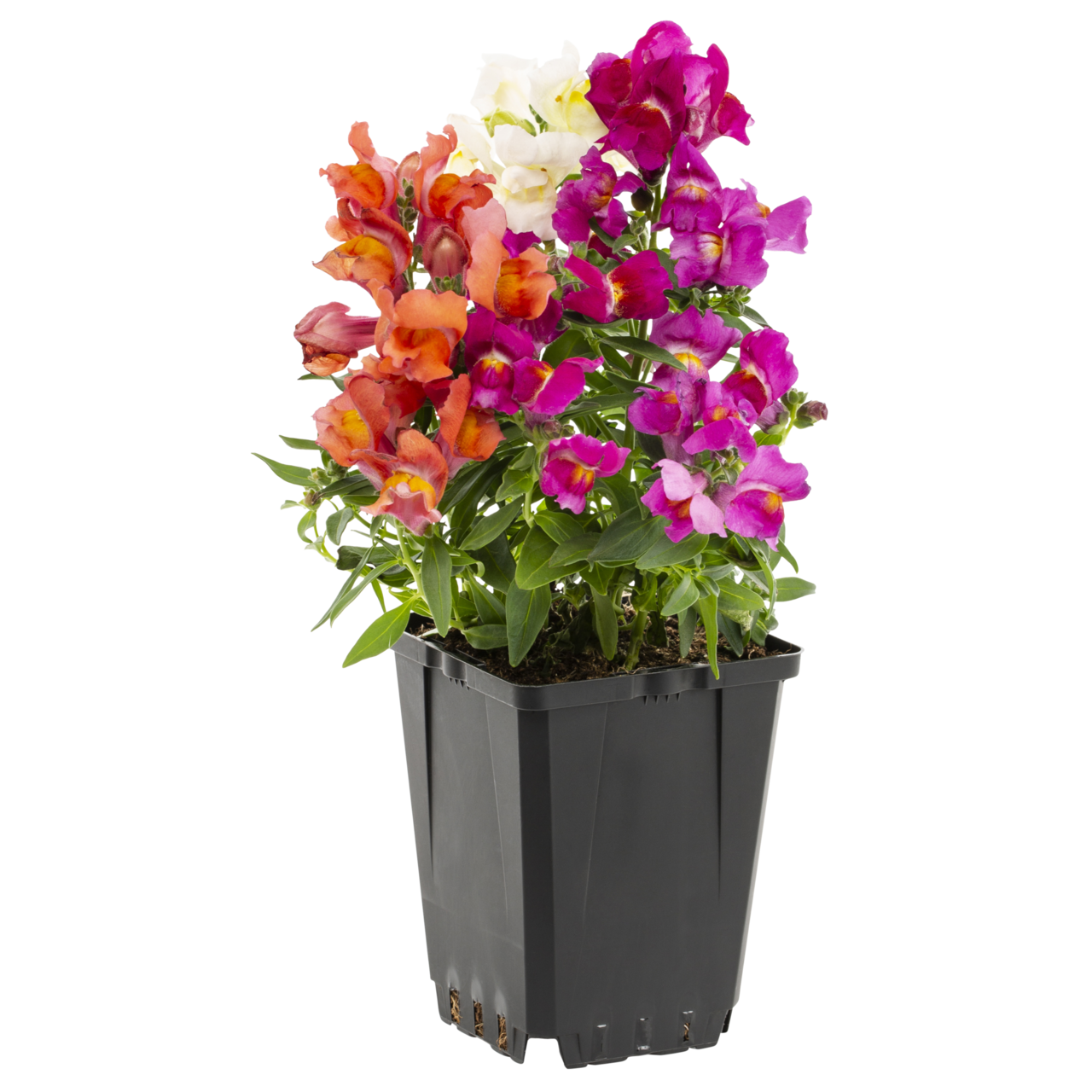 Expert Gardener Snapdragon Live Annual Plant, Multicolor, 1 Pint Grower Pot, Full Sun, 6-Pack
