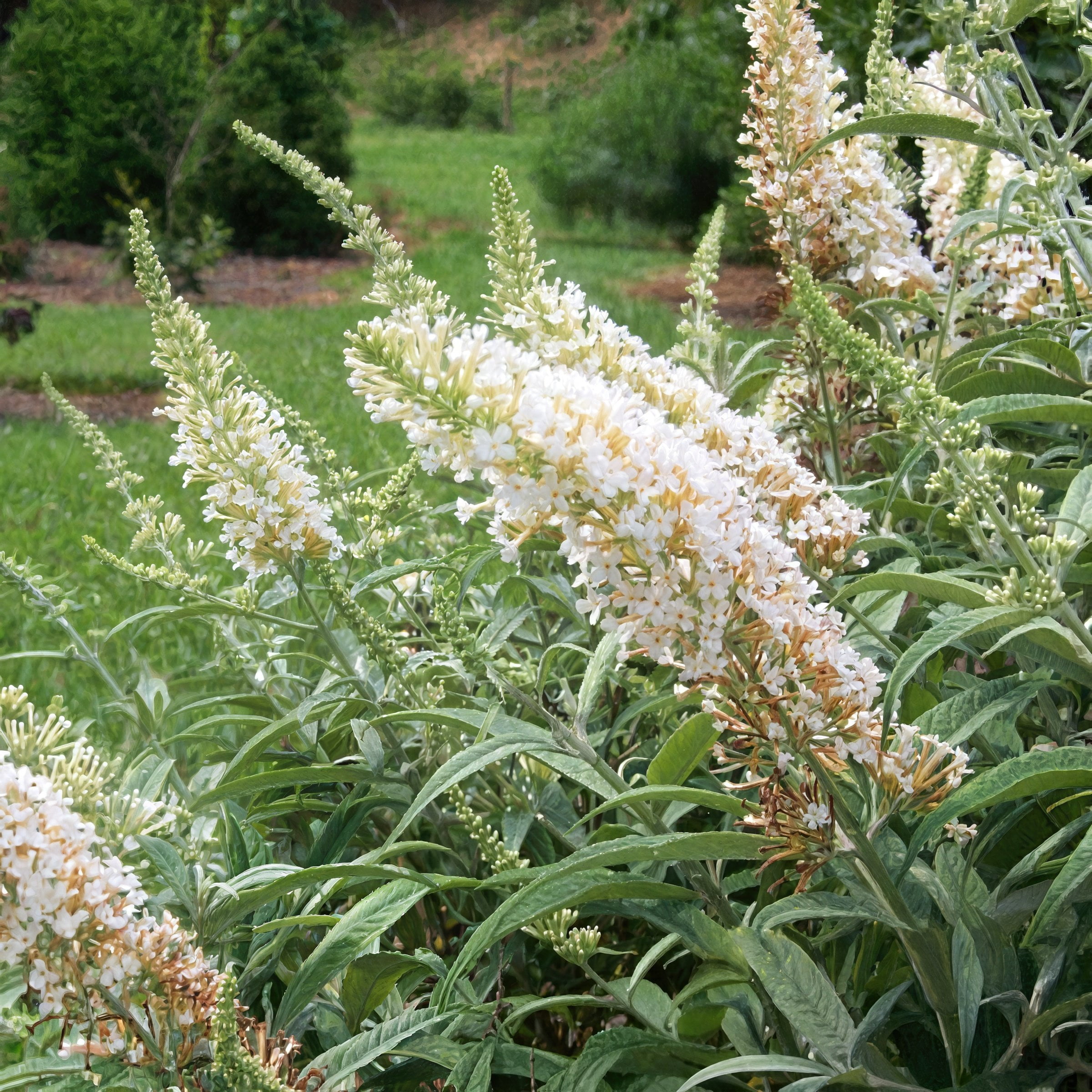 National Plant Network 3.25 in. Buddleia Chrysalis White