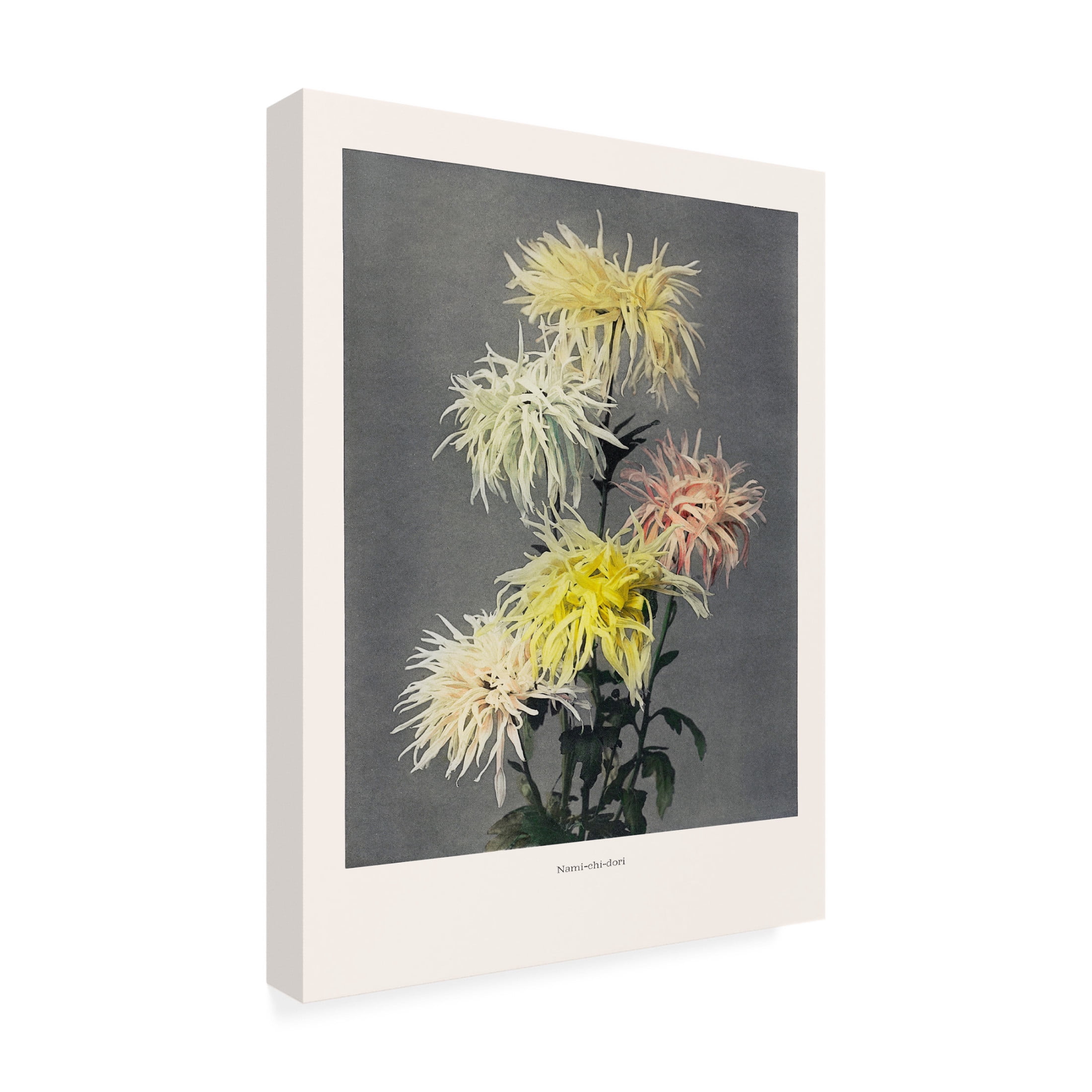 Trademark Fine Art Pictufy  Namiachiadori Canvas Wall Art