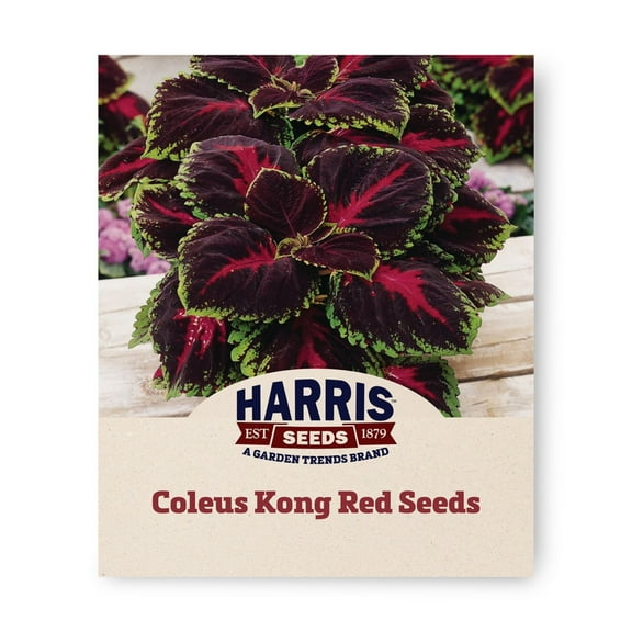 Harris Seeds - Coleus Kong Red Seeds - Extra-Large Leaves and Stunning Color - 100 Seeds
