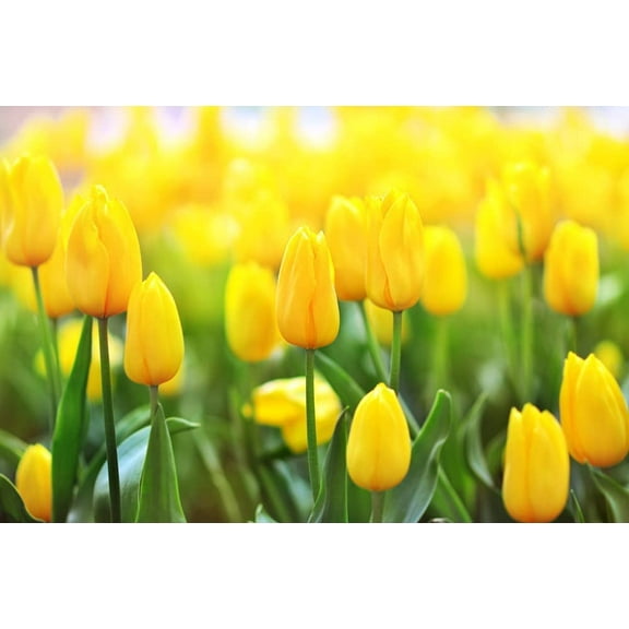 10 Yellow Tulip Bulbs for Planting - Easy to Grow - Made in USA, Ships from Iowa