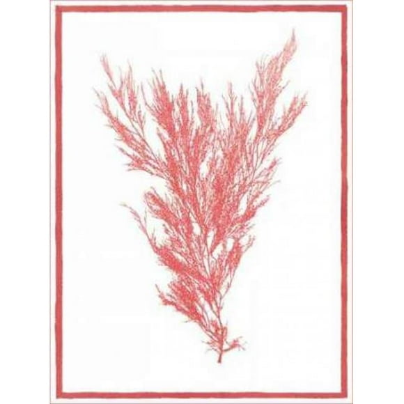 Sea Things II Poster Print by Sarah E Chilton, 9 x 12 - Small