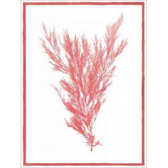 Sea Things II Poster Print by Sarah E Chilton, 9 x 12 - Small