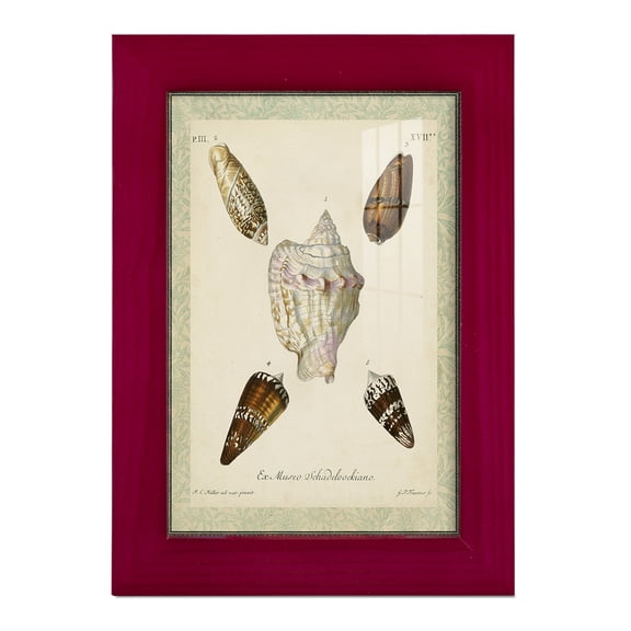 Bookplate Shells IV - Framed Print w/glass - Cherry Red