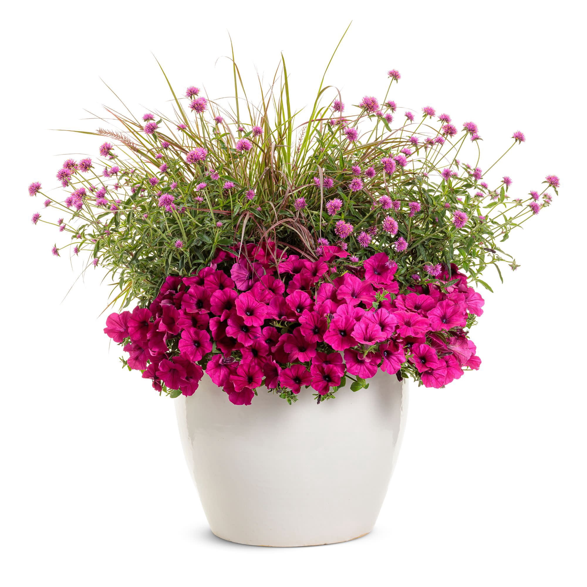 Proven Winners 4" Truffula Pink Globe Amaranth Live Plant in 4.25" Pot (4 Count)