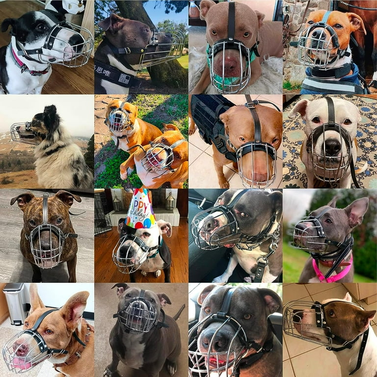 Amstaff muzzle top
