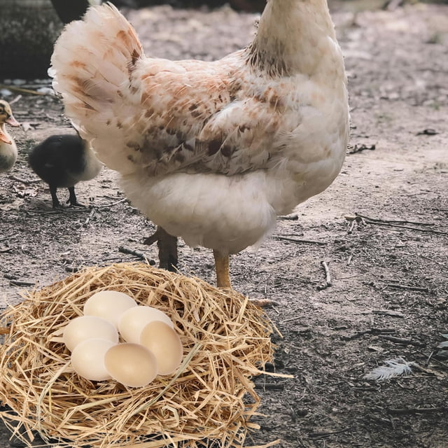 COSMOBETTY 1Jgo Paja Para De Gallinas Confortables Y Limpieza Fácil En Gallineros