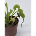 thumbnail image 5 of Carnivorous Plant in 2 inch Pot, Perennial Living Bug Catcher Tiny Mini Pixie Plant, 5 of 8