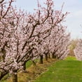 thumbnail image 2 of Brighter Blooms - Blenheim Apricot Tree, 5-6 ft. - No Shipping To AK, AL, AR, AZ, CA, CO, HI, ID, LA, OR, WA, 2 of 6