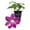 1 Plant, variant on Clematis Sunset - Live Starter Plant in a 2 Inch Growers Pot - Starter Plants Ready for The Garden - Beautiful Deep Red and Pink Flowering Vine