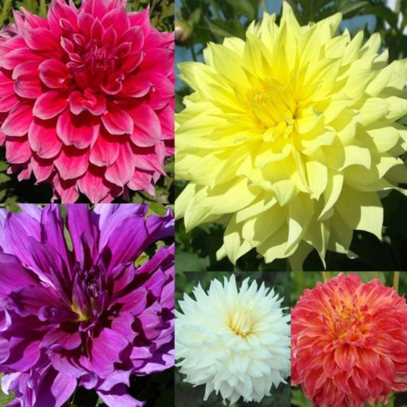 40 Seeds Mix Color Dahlia Seeds - Pollinator Friendly - - Heirloom Flower Seeds for Garden Blooms