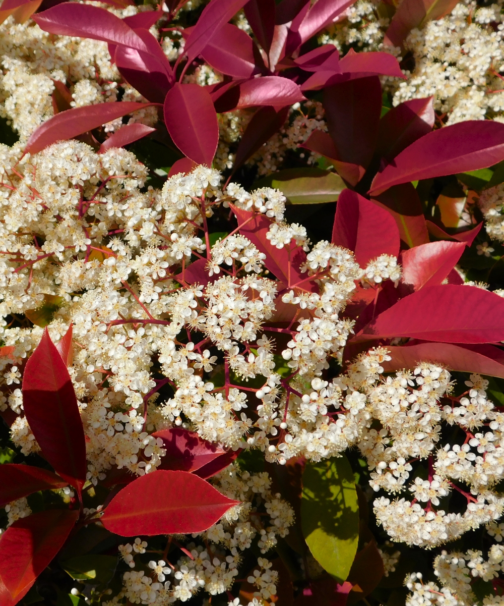 2.25 gal Photinia Dynamo Red Live Shrub with Full Sun