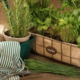 thumbnail image 4 of Proven Winners 4" Medium Chives Chives Live Herb Plant in 4.25" Pot (4 Count), 4 of 7
