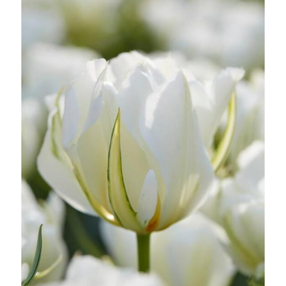 Exotic Emperor Tulip Flower Bulbs for Planting - Easy to Grow, Top Size Bulbs Equal Bigger Better Flowers (10 Bulbs)