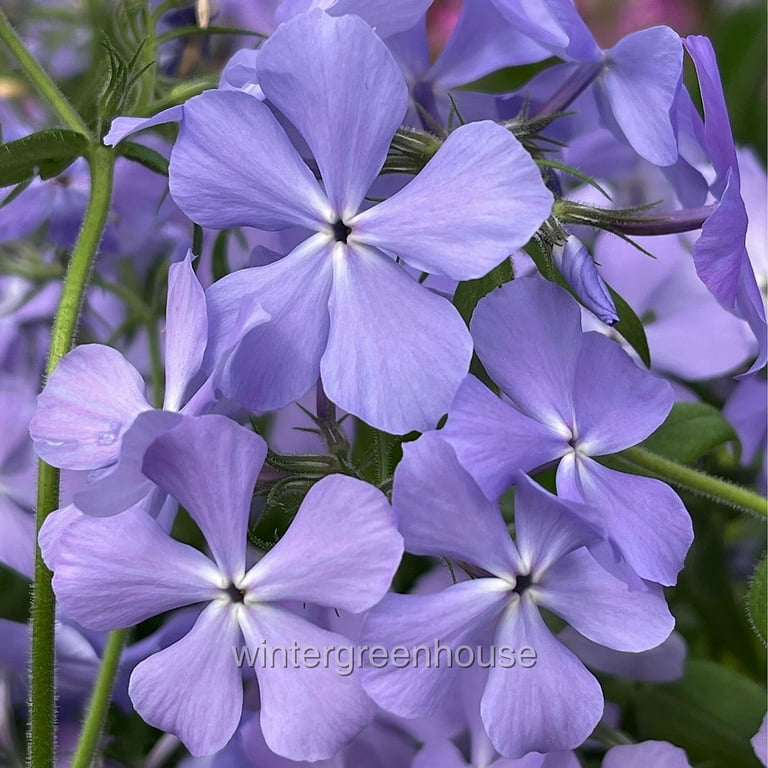 Phlox divaricata, Blue Moon, Woodland Phlox - Pot Size: 3.5in
