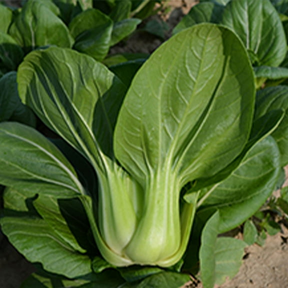 Cabbage Seeds - Pak Choi - Chun Yu - Hybrid - 2 g Packet ~432 Seeds - Non-GMO, F1 Hybrid - Asian Garden Vegetable