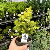 Melody Hinoki Cypress- Live Bonsai Starter Plant - 4" Growers Pot