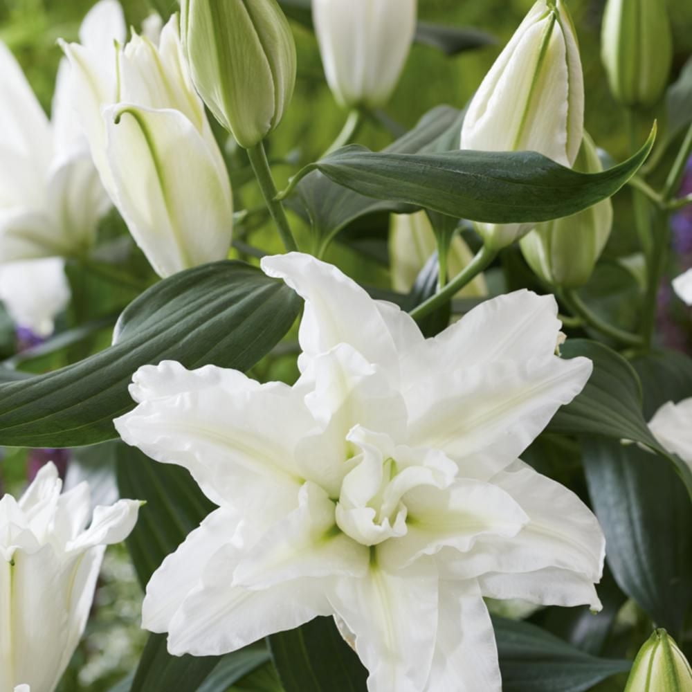TASC Flower Bulbs Lilium Oriental Hybrid Double Roselily Edsilia (3 Bulbs)