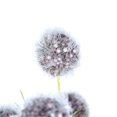 thumbnail image 2 of Vickerman Vickerman 12 Pouces Gris Lavande Pompon Buisson 6/Pk - FV194086, 2 of 2
