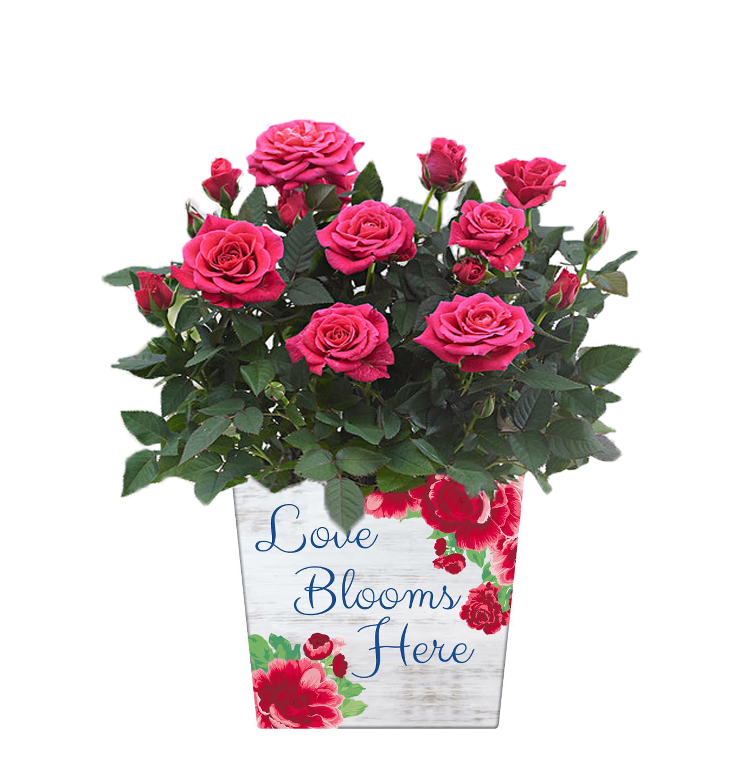 The Pioneer Woman Valentine's Day 5Inch Live Plant in Wooden Crate