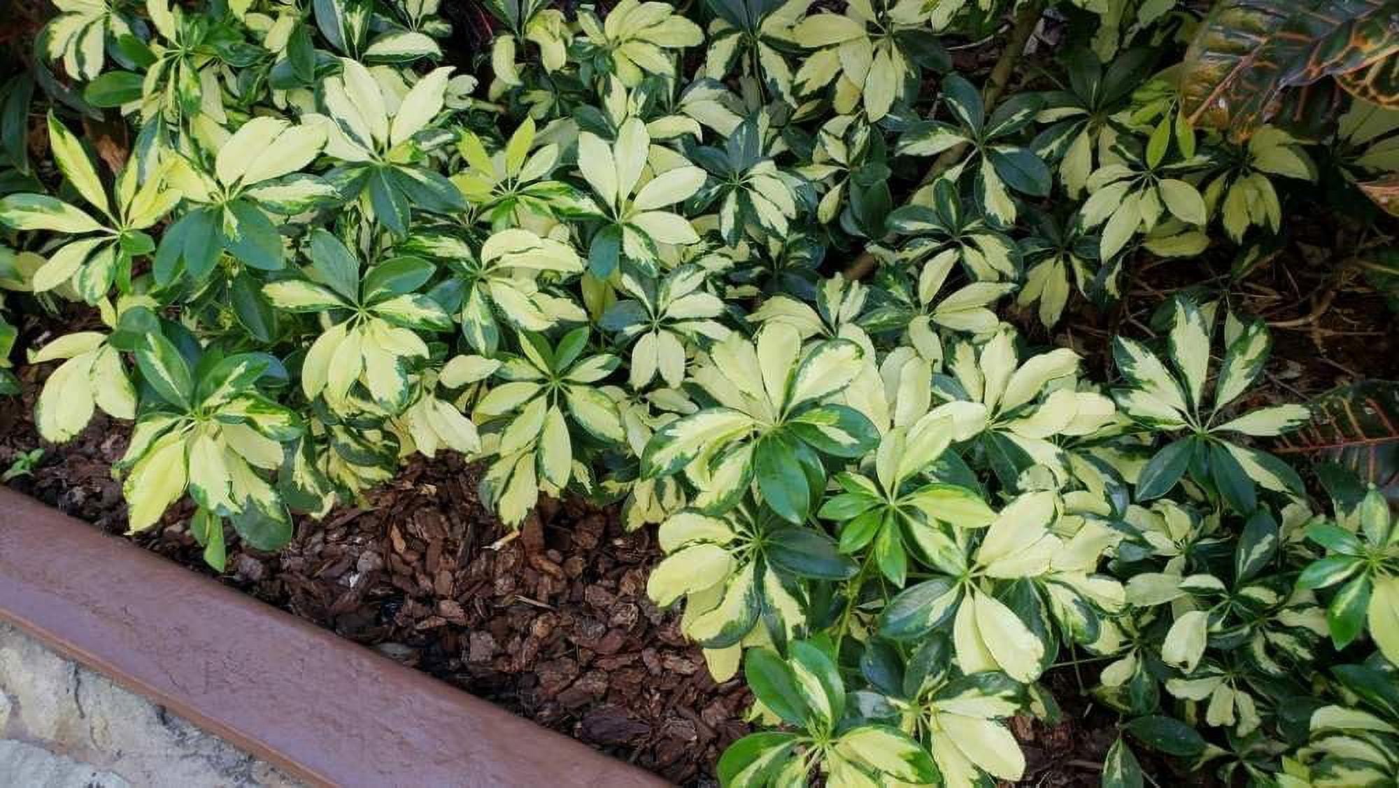 Arboricola Variegated Trinette  2 Extra Large 3 Gallon Plants  Schefflera arboricola 'Trinette'  Lush Foliage  Indoor/Outdoor Versatility