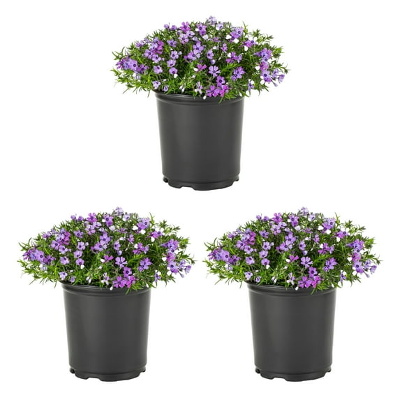 Expert Gardener 2.5QT Purple Phlox Live Perennial Plant Sun 3-Pack