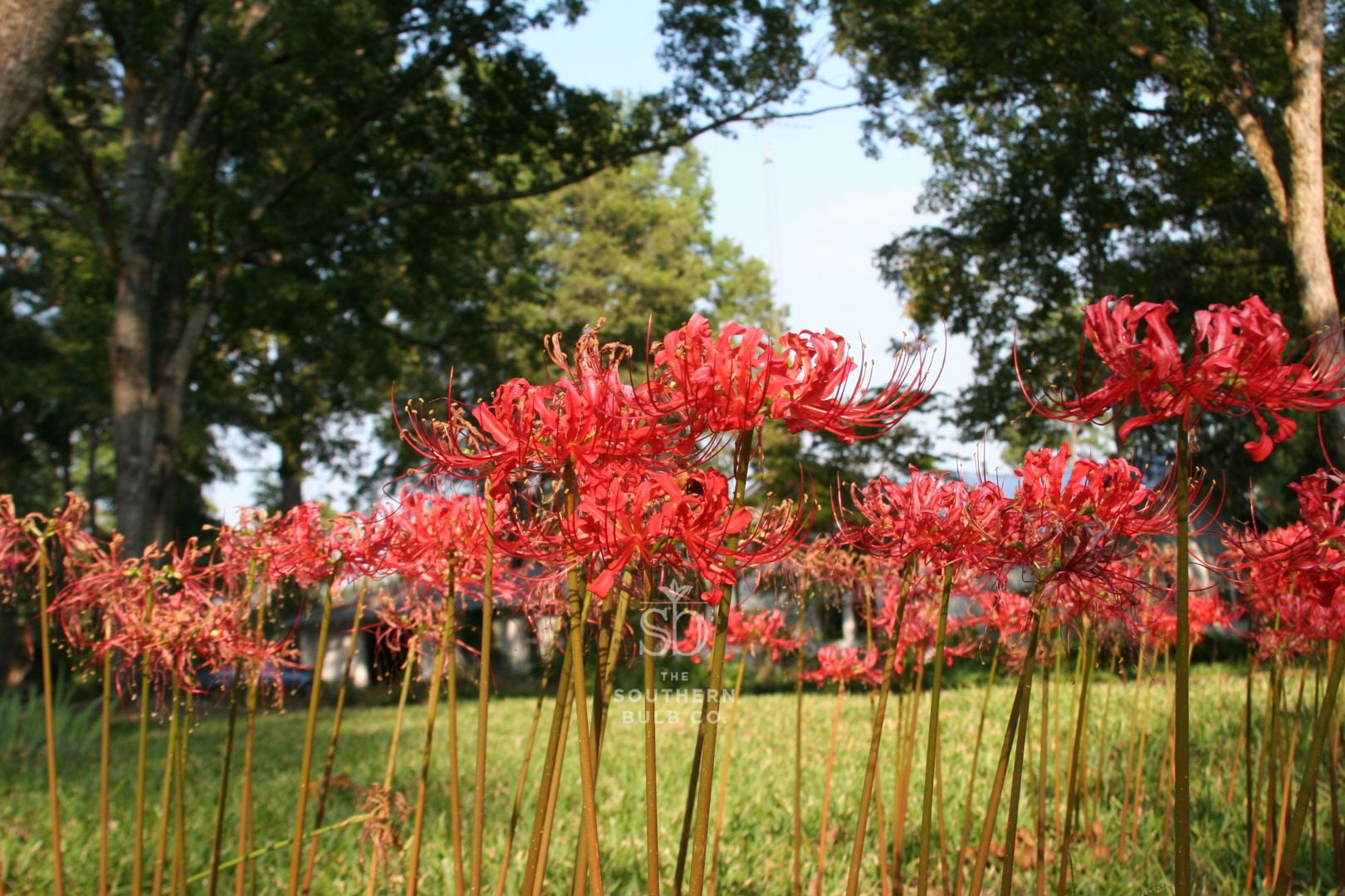 Heirloom Red Spider Lily Bulbs, Fall-Blooming Perennial for Southern  Climates, Flower Planting, 5 Pcs - Walmart.com