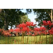 Heirloom Red Spider Lily (Lycoris Radiata) Bulbs Fall-Blooming Perennial for Southern Climates 5 Pcs