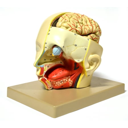 Eisco Labs Model  Human  Introductary Head Dissection  removable half brain price history on PriceWatchPro