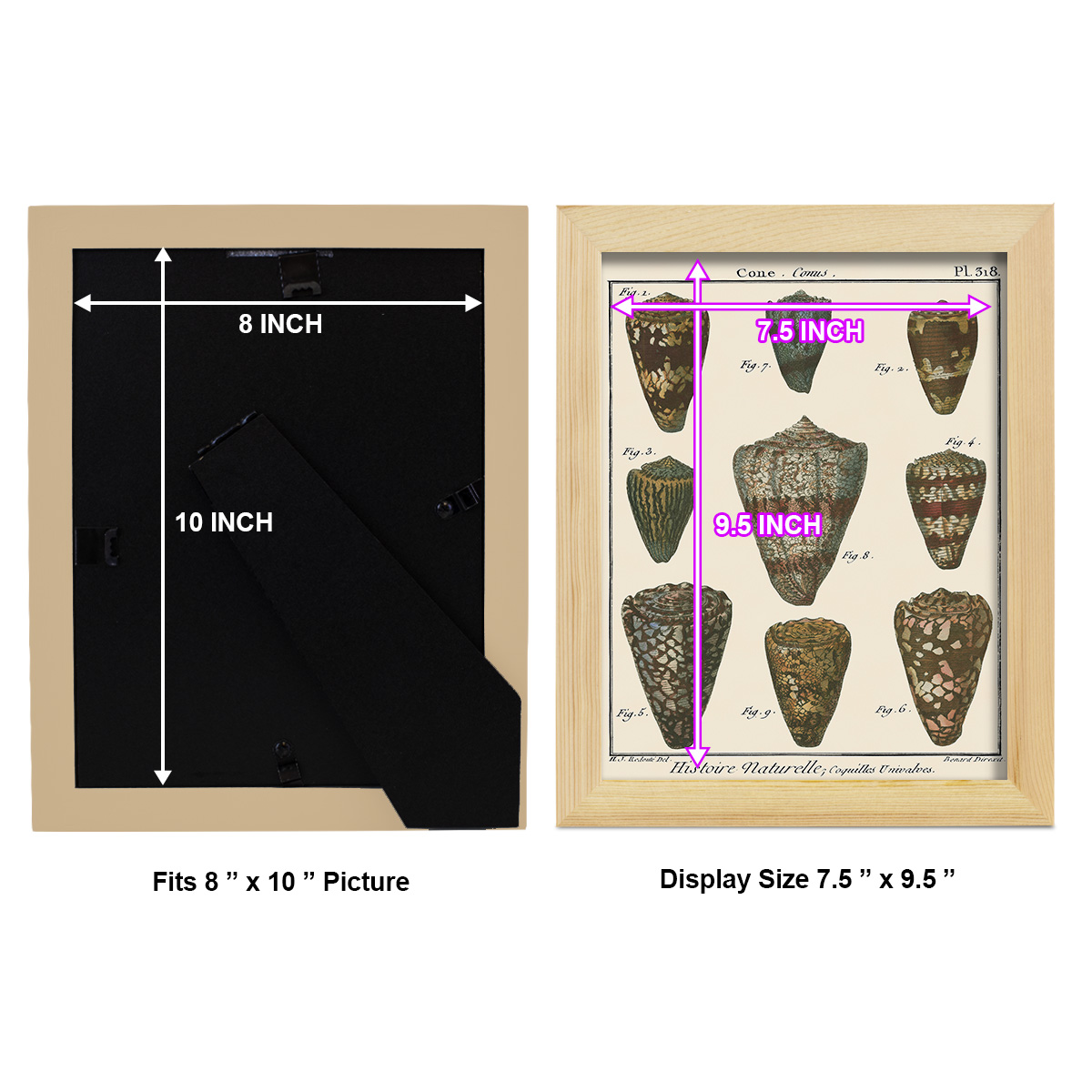 Cone Shell pl. 318 -Framed Print w/glass-Natural Wood