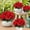 D, variant on UV Resistant Artificial Geranium Flowers Bright Red Set of 2 or 4