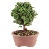 From You Flowers - Dwarf Hinoki Cypress Bonsai Tree for Birthday, Anniversary, Get Well, Congratulations, Thank You, All Occasions
