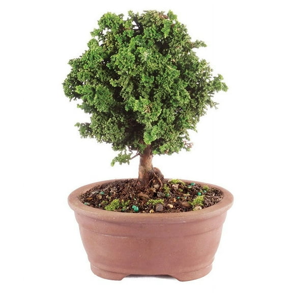 From You Flowers - Dwarf Hinoki Cypress Bonsai Tree for Birthday, Anniversary, Get Well, Congratulations, Thank You, All Occasions