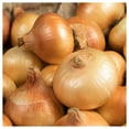thumbnail image 2 of Everwilde Farms - 1/4 lb Texas Early Grano Onion Seeds - Gold Vault Bulk Seed Packet, 2 of 3