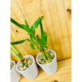 thumbnail image 2 of 3 Pack Live Lucky Bamboo Heart Shape in Ceramic Vases, 2 of 10