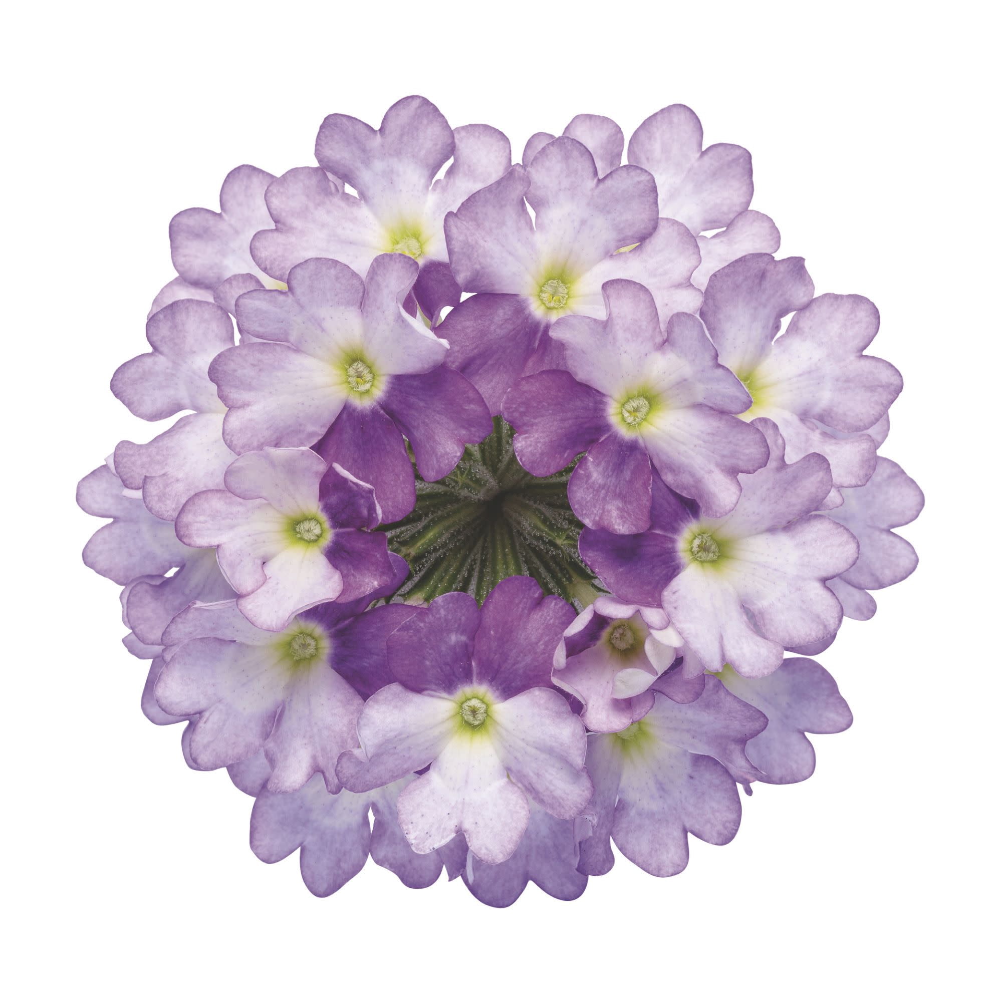 Proven Winners 4" Purple Superbena Sparkling Amethyst Verbena Live Plant in 4.25" Pot (4 Count)
