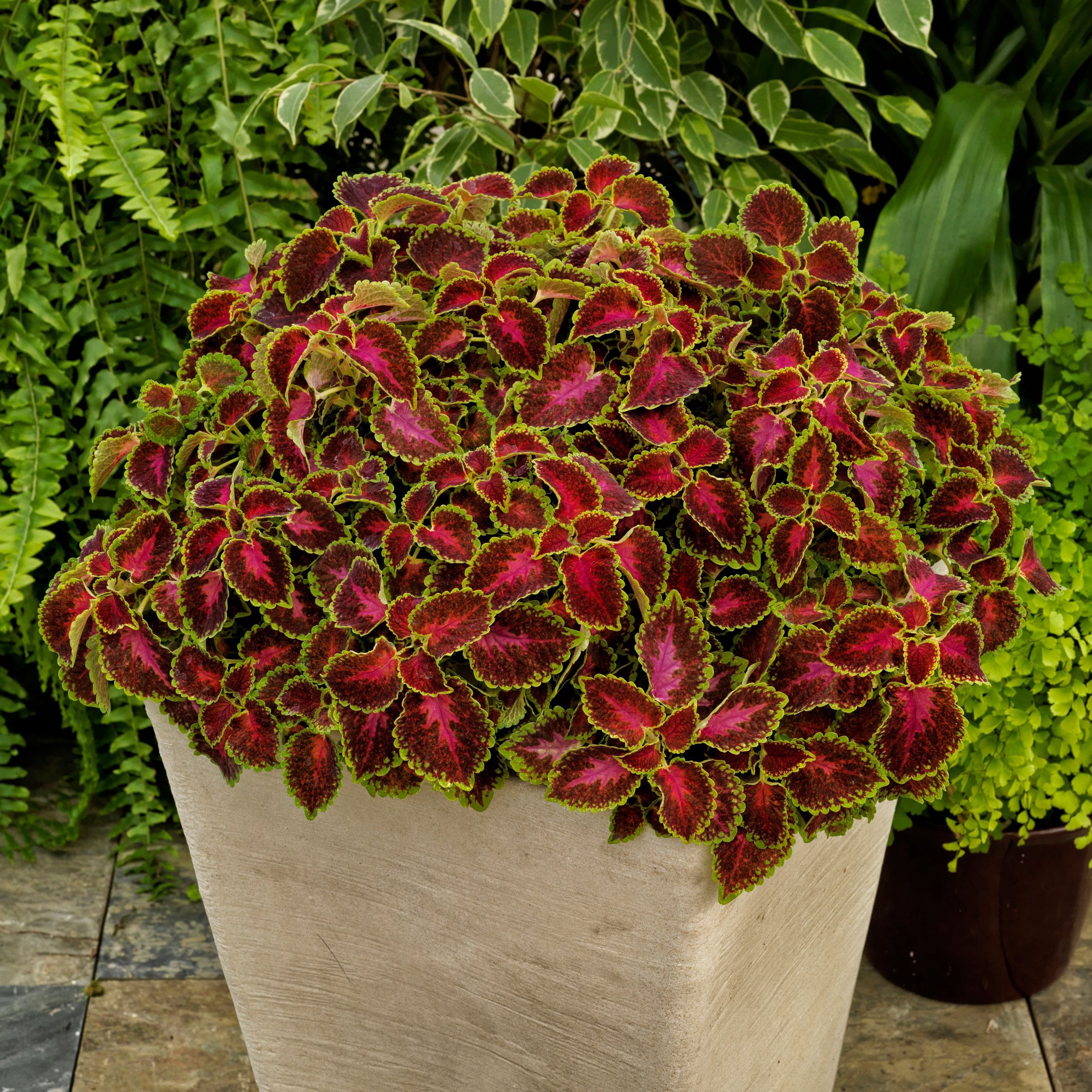 3.25 in. Coleus PartyTime Pink Berry Live Annual Plant (3-Pack)