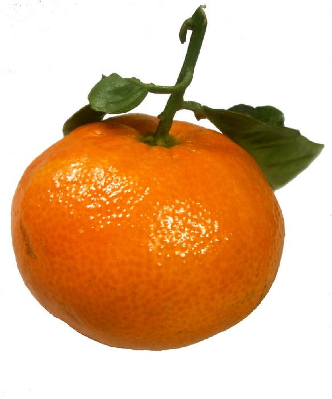 Fresh Tangerine, Each