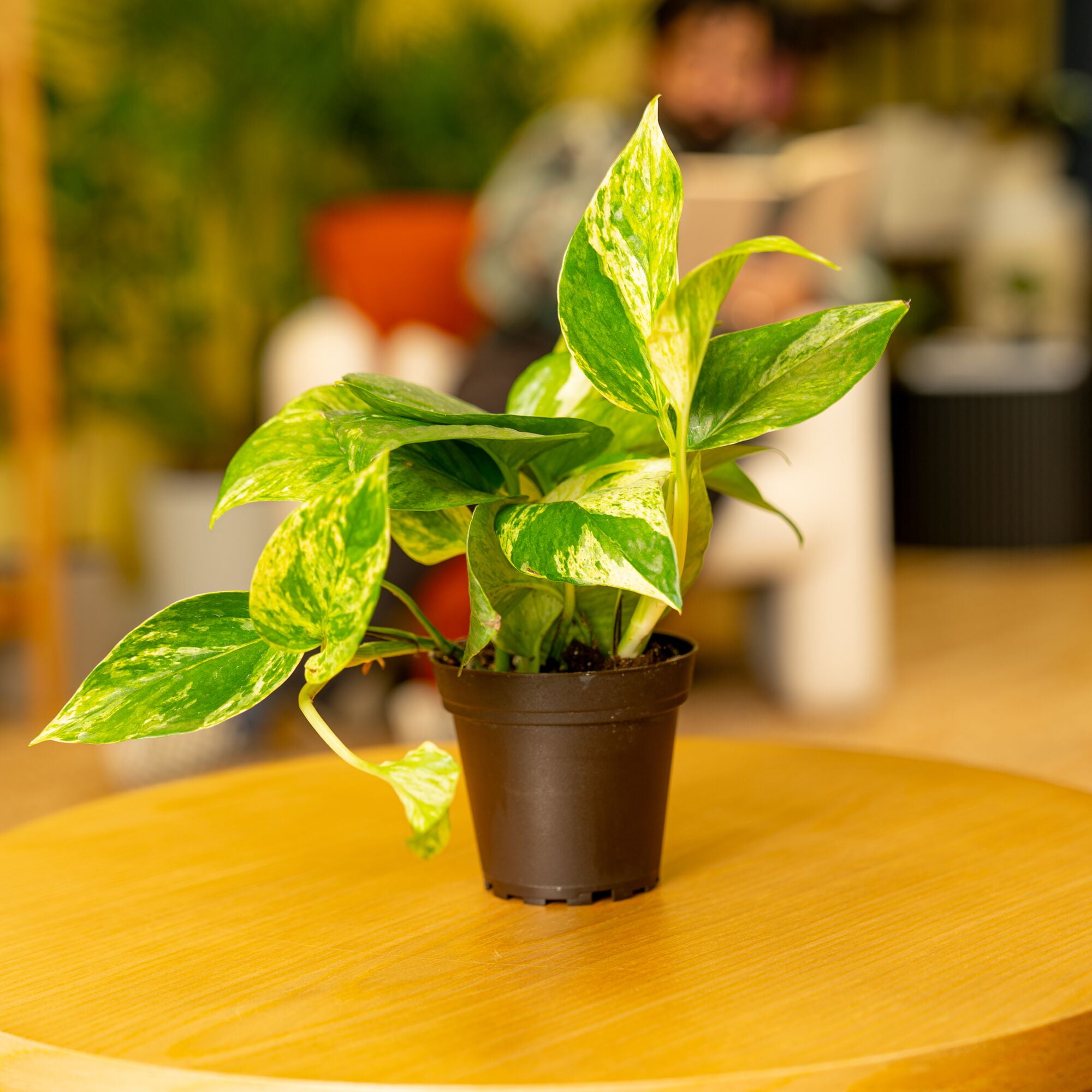 Costa Farms 8" Golden Pothos Live House Plants in 4" Grower Pot