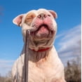 thumbnail image 2 of Best Bully Sticks Peanut Butter Flavored Natural Collagen Chew Sticks for Dogs, 12 Inch 6 Count Bag Long Lasting Natural Chew Treat for Large Dogs, 2 of 6