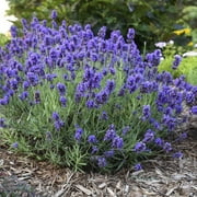 Proven Winners, Outdoor, Live Plants, Purple, Lavender, 2.72QT, Each