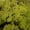 Lime Green, variant on Vickerman Box Natural Moss, Reindeer- 9 lb bulk, Preserved